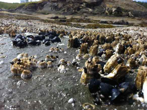 Saturna Island Beach