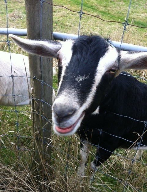 farm_goat