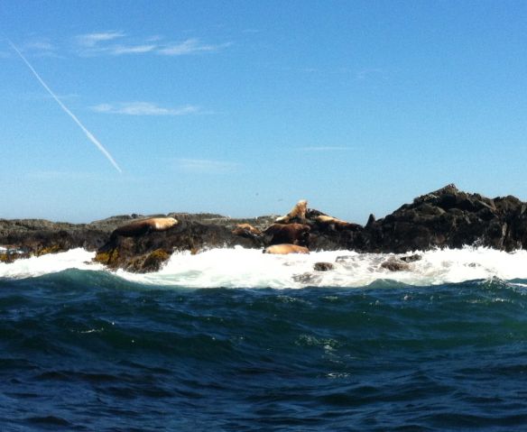 tofino_sealion