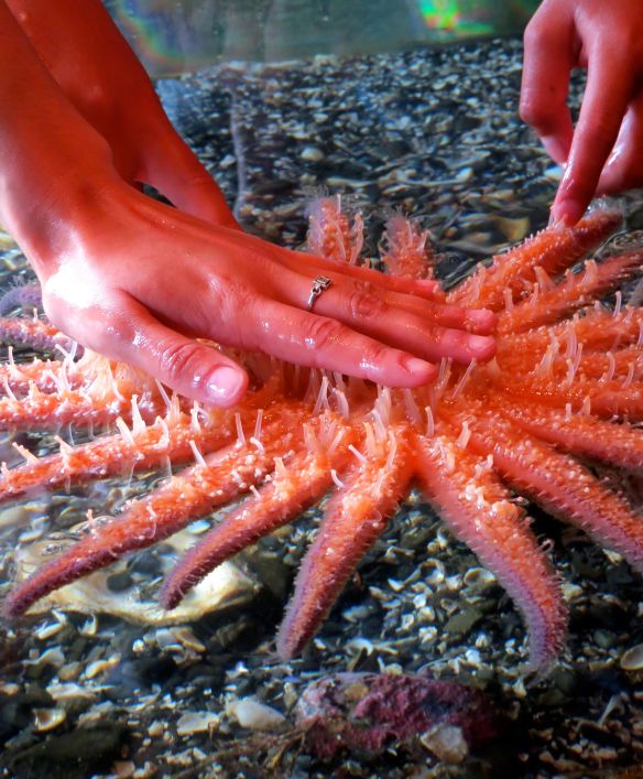tofino_seastar