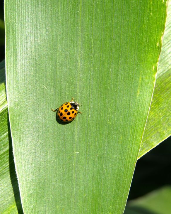 corn_ladybug