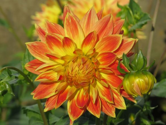 dahlia1