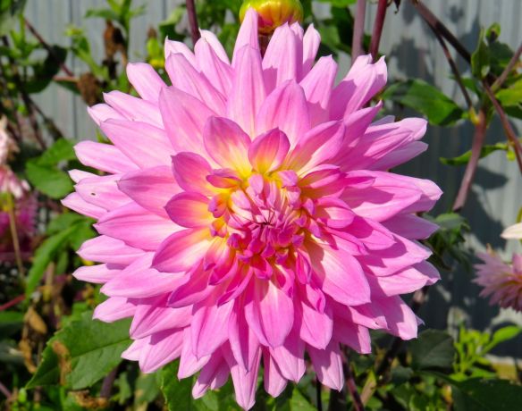 dahlia3