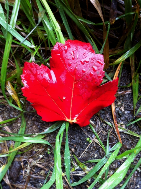 leaf_rain