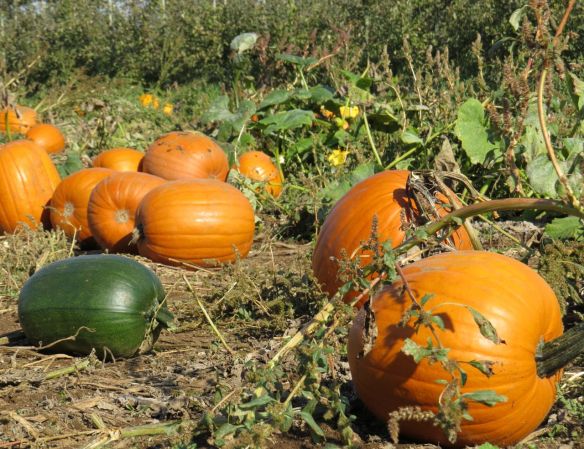 Pumpkin1