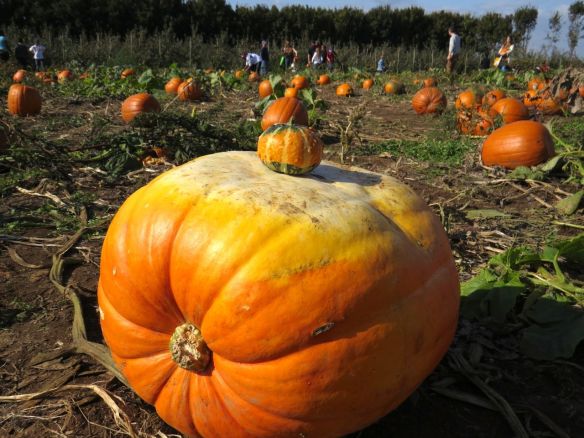 Pumpkin2