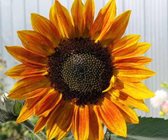 sunflower1