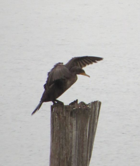 cormorant2