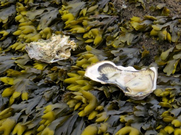 beach_oyster_eaten