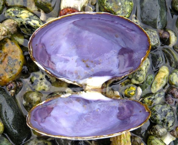 beach_purpleshell