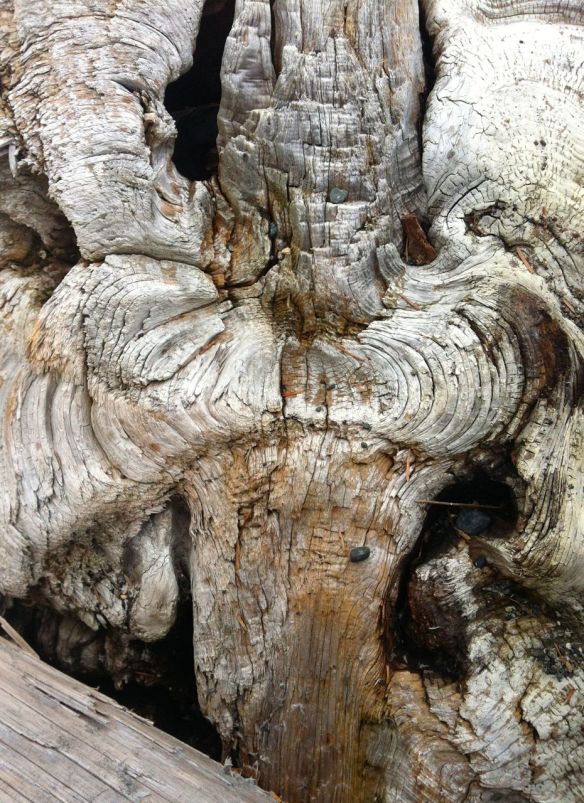 driftwood3