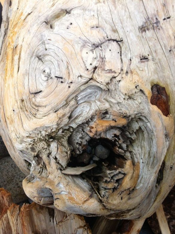 driftwood4