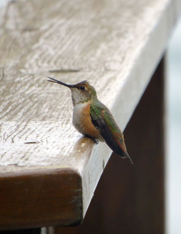 hummingbird2
