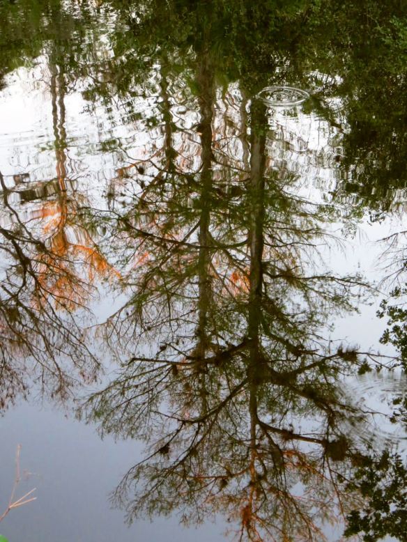 Reflection_Everglades