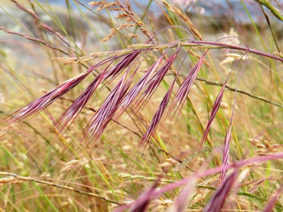 grasses