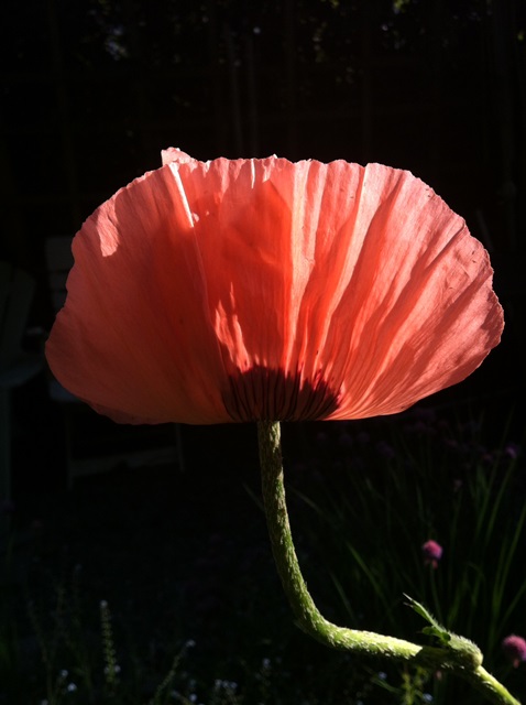 poppy