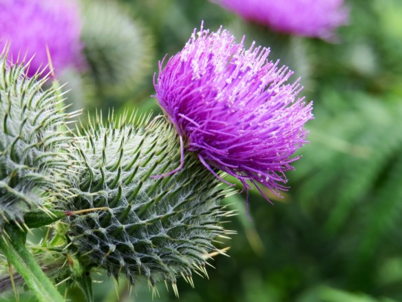 thistle2