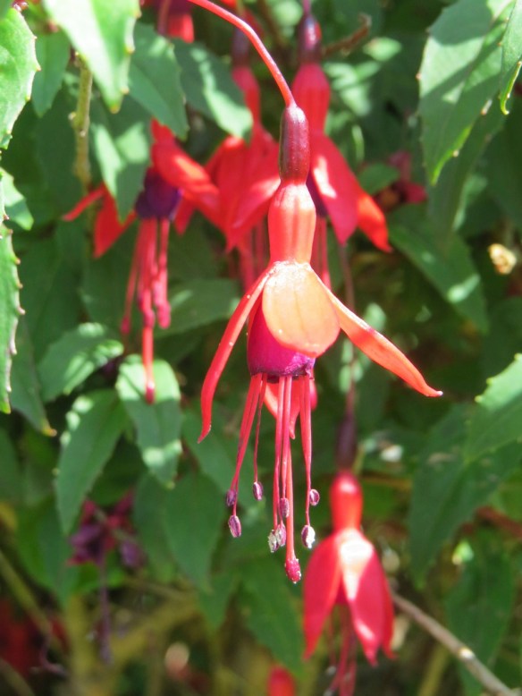 fushia
