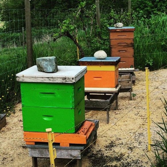Beehives