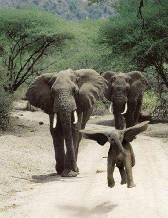 baby_elephant