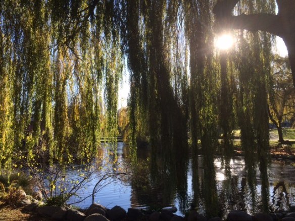 willows