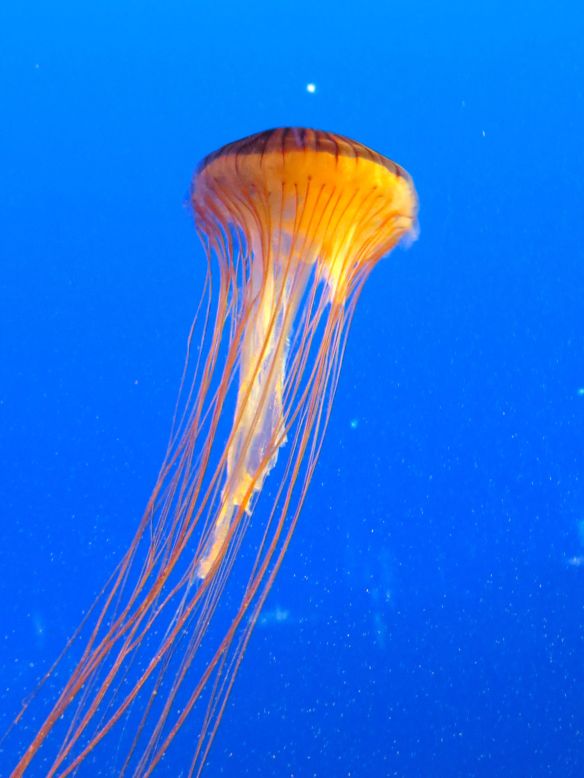 jelyfish1.jpg