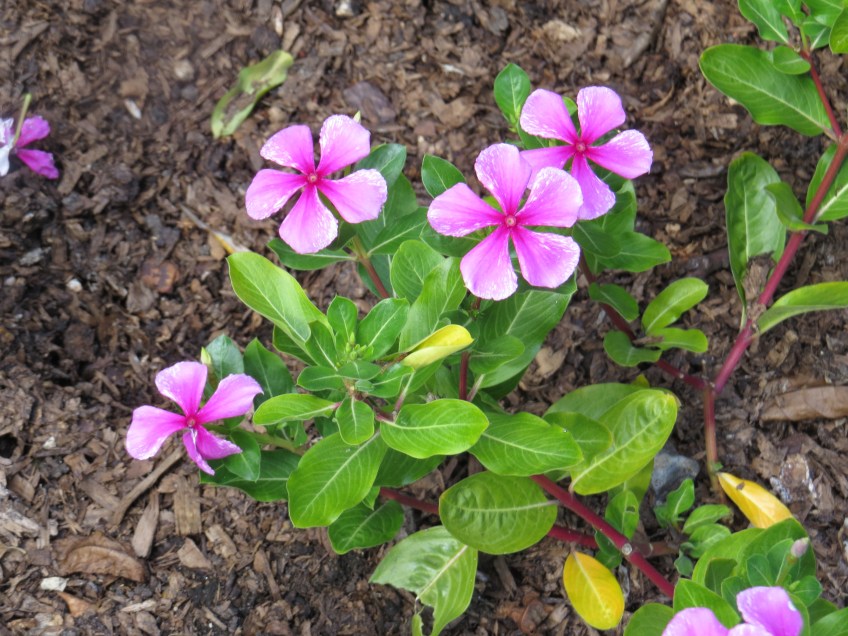 Madagascar periwinkle