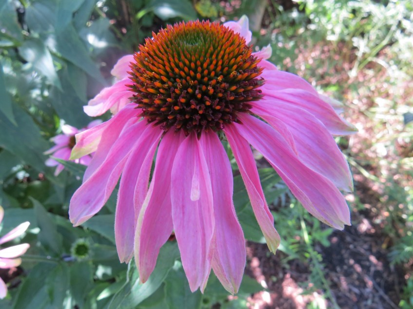 Echinacea